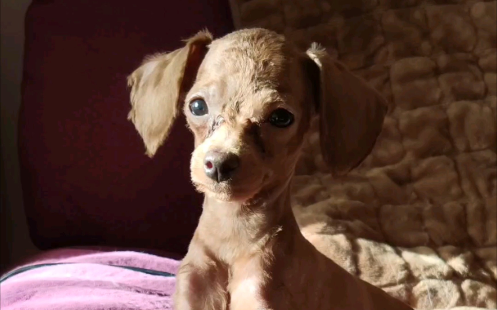 【泰迪】涨知识~泰迪的胎毛要剃光