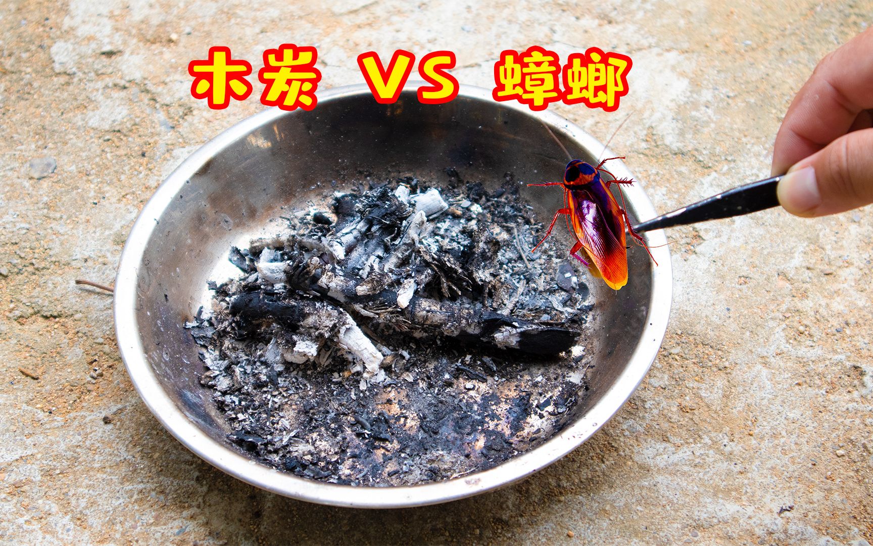 将蟑螂丢进烧红的木炭中蟑螂能瞬间逃生吗