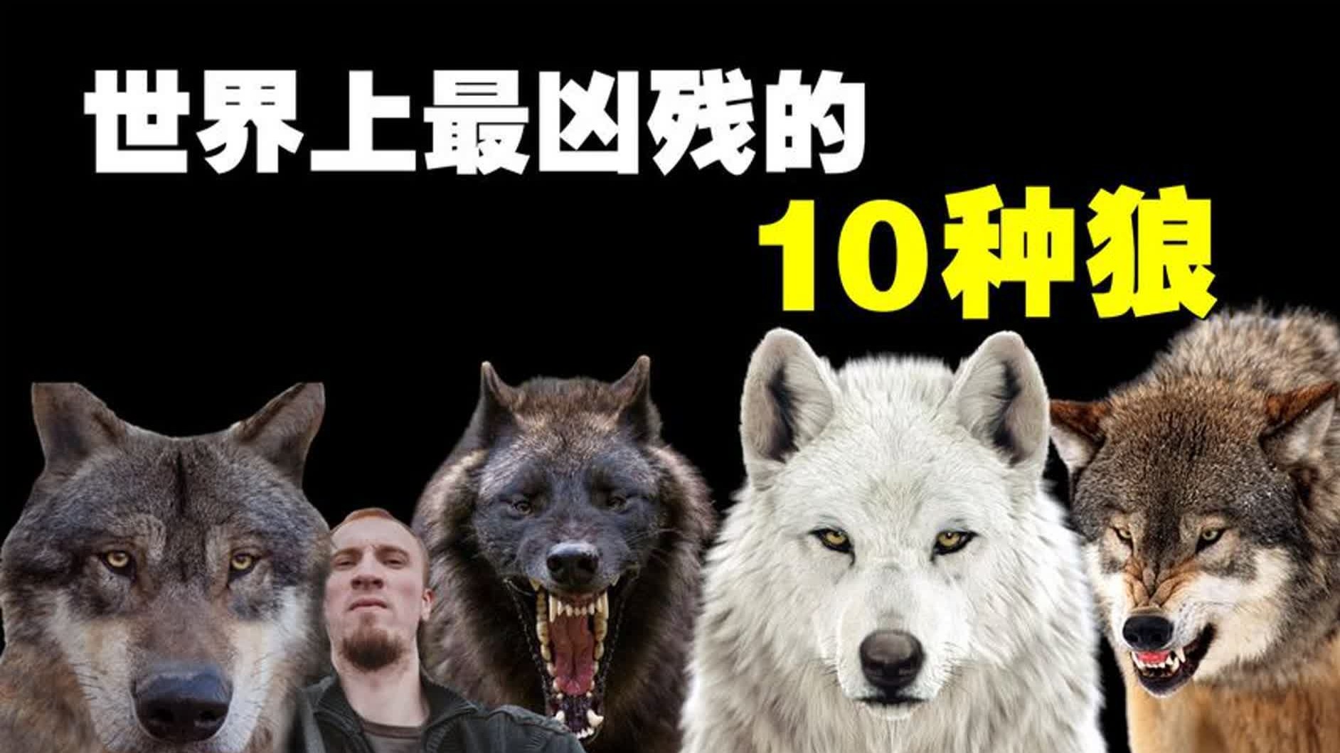 世界上体型最大的狼你见过吗?你以为北美灰狼就是最大的了?