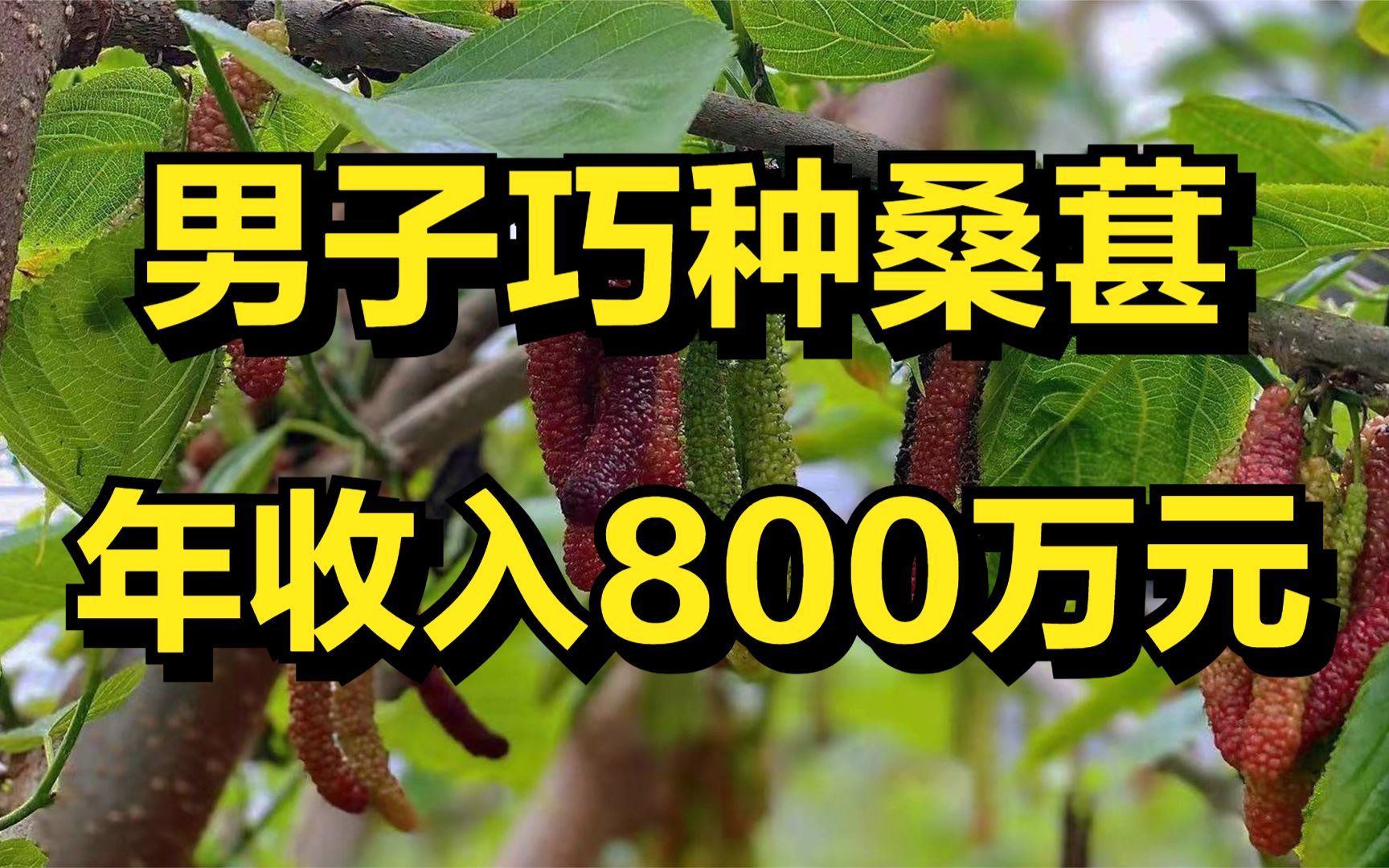 他种的桑葚不一般,一斤能卖100元,年收入高达800万元!哔哩哔哩bilibili