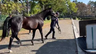 Tải video: 【退休生活开始】今日离开Arrow Stud的奇锐骏