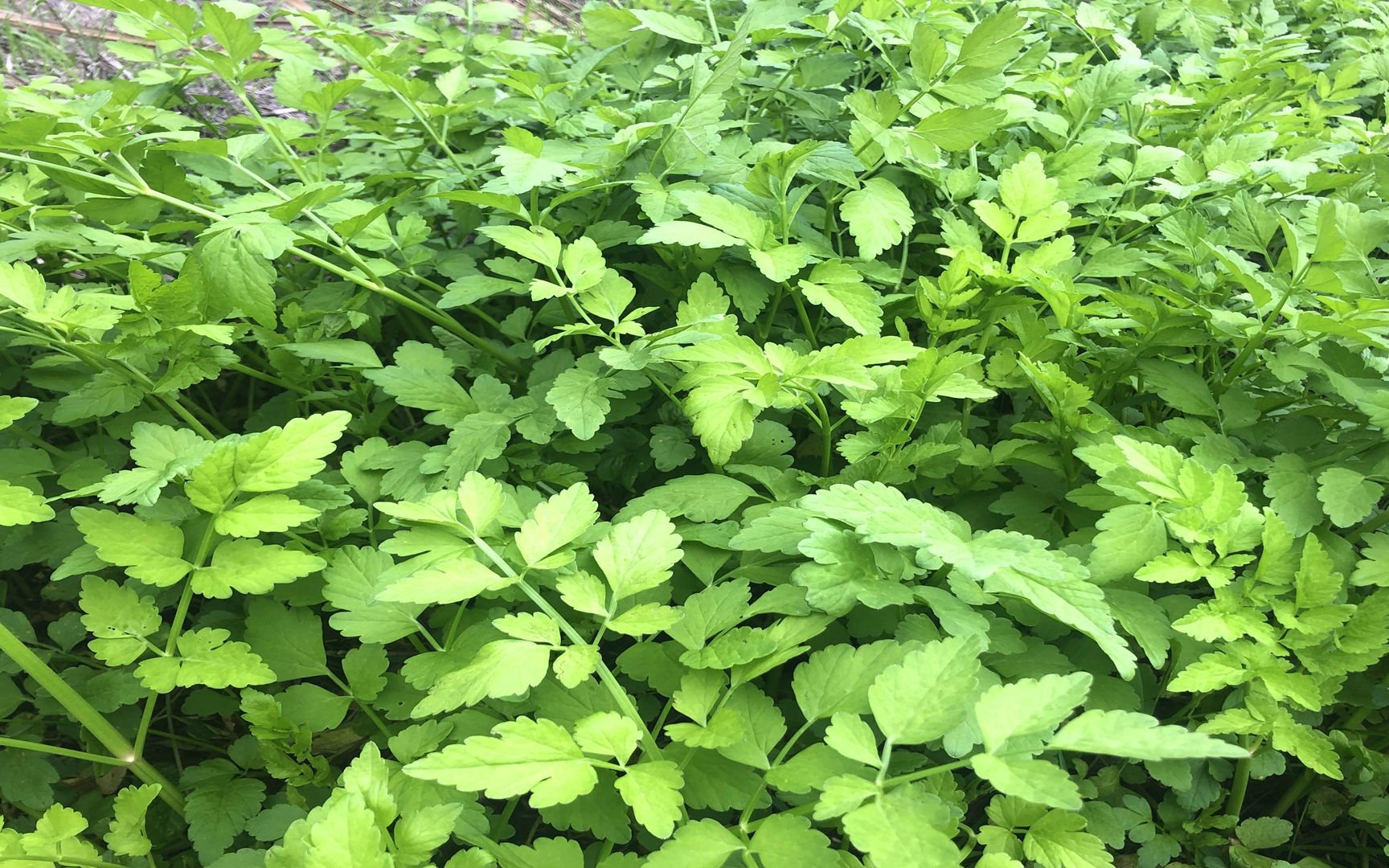 农村常见的野菜,营养好不花钱,大家认识这种水芹菜吗?