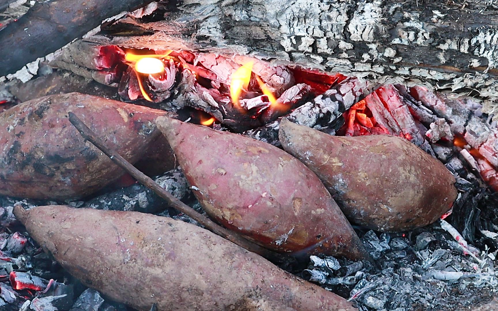没在野外烤过红薯的童年是不完美的,小时候烤红薯的方法你还记得吗?