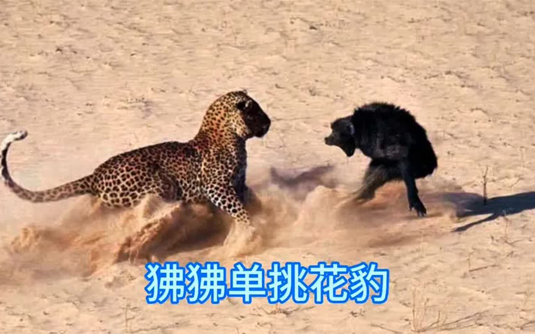 公狒狒气势如虹,一套猴拳竟把花豹打得落荒而逃,难得一见