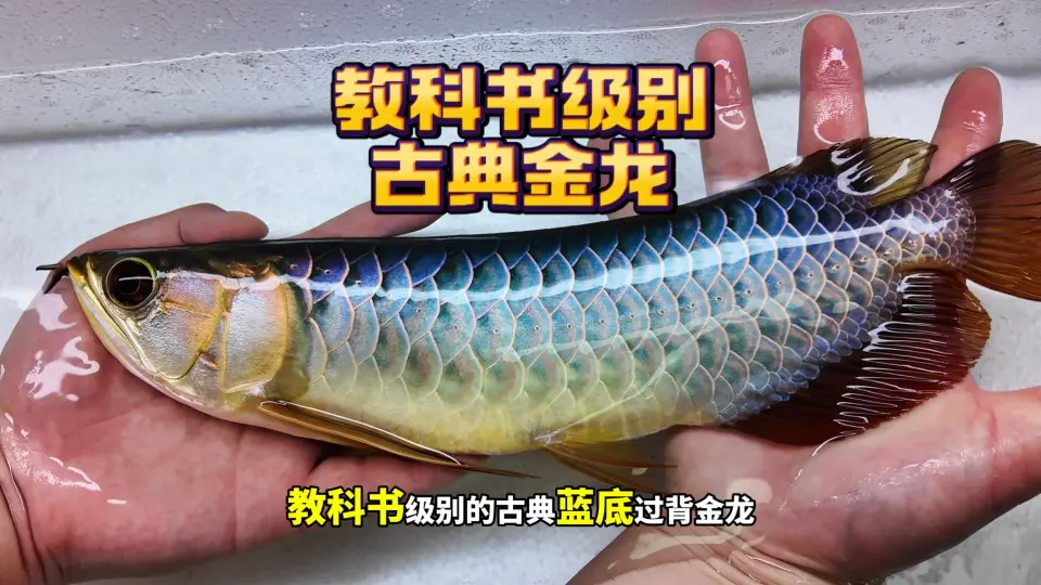 高背金龍 15㎝前後｜アロワナ