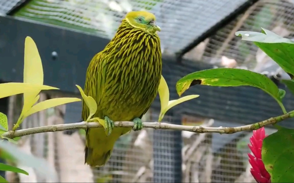 斐济特有物种斐济金果鸠.