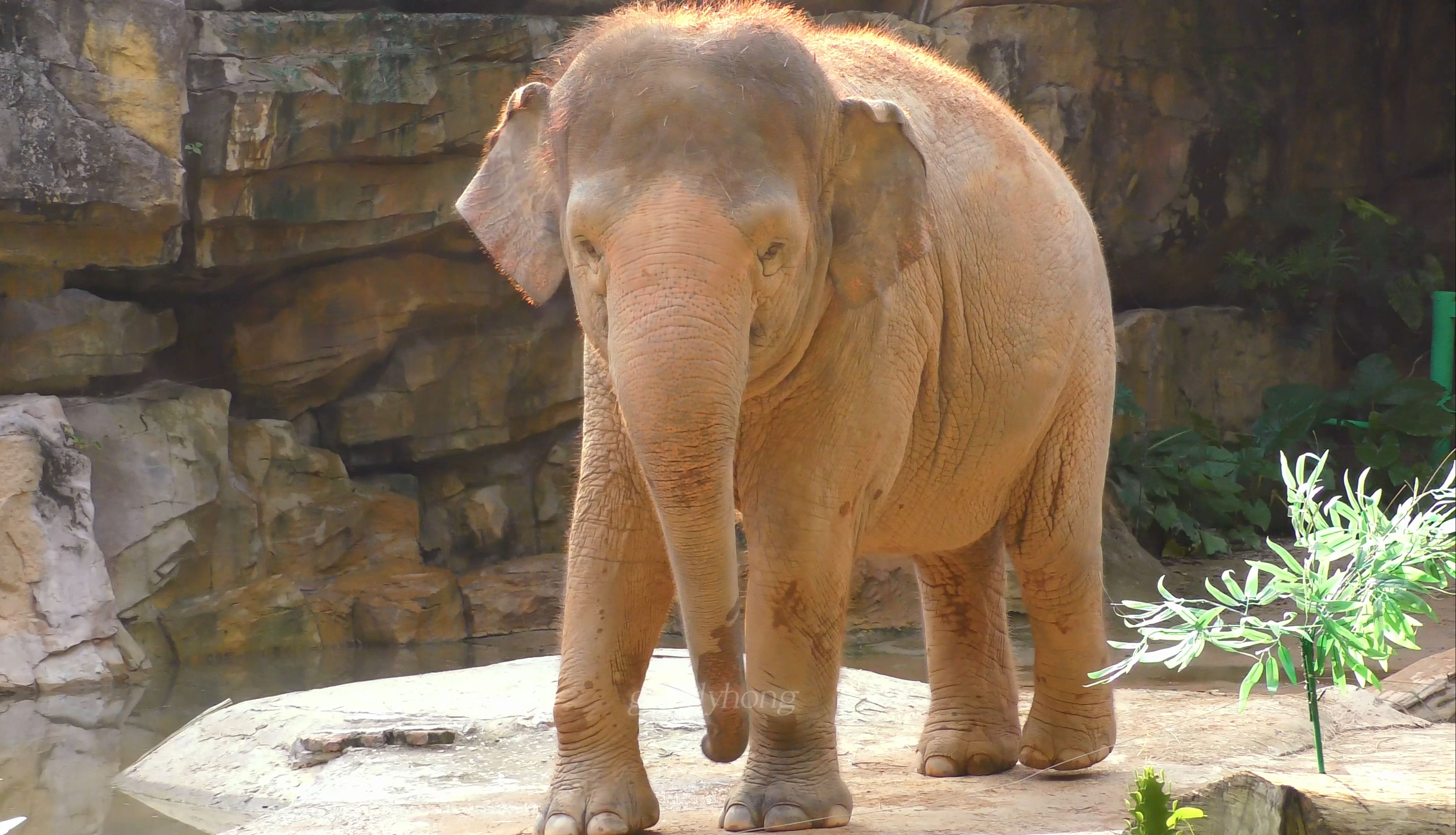 【长隆亚洲象】玛丽亚定身甩鼻子,转头走独木桥