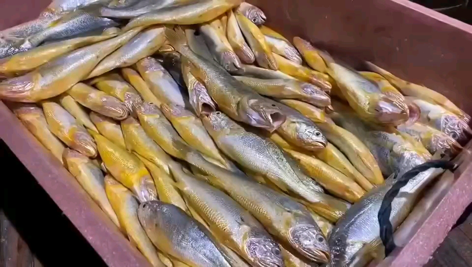 海底小金条～野生小黄花鱼 您喜欢的野货?东山岛海鲜