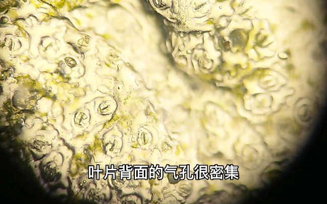 [图]第51集 植物气孔放大1200倍，这是植物的呼吸器官,原来植物也需要呼吸!