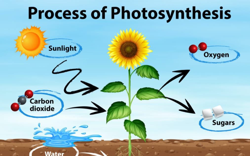 iexplore biology seminar #7 photosynthesis (hosted by ryan kern)