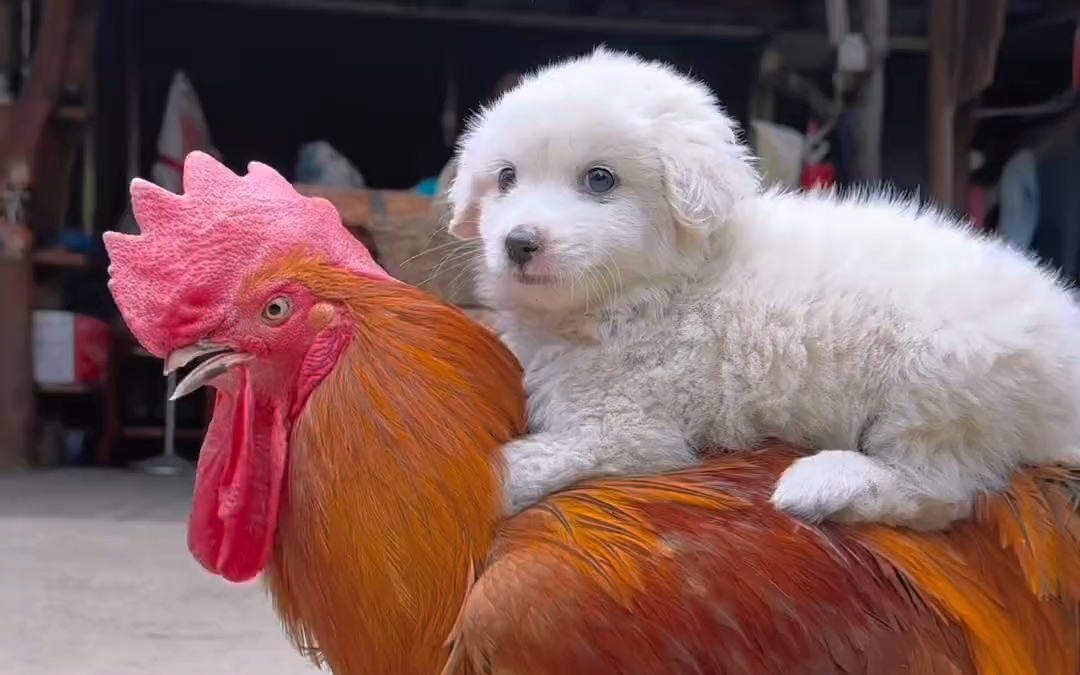 骑上我心爱的大公鸡