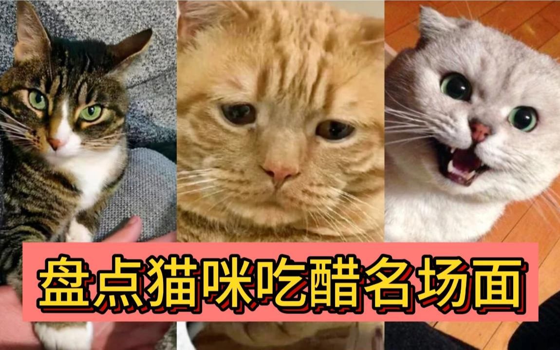 [图]盘点猫咪吃醋名场面，铲屎官果然是大猪蹄子，原来爱真的会消失！