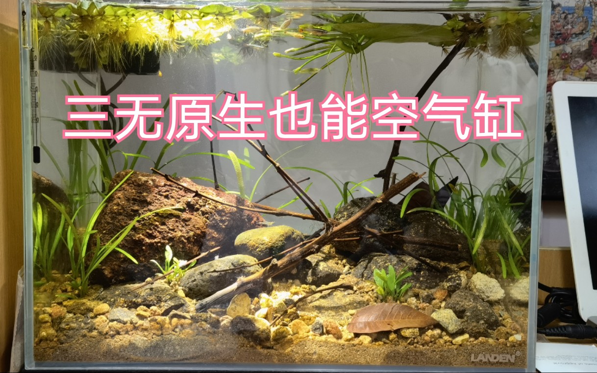活动作品36桌面生态缸三无原生也能玩出空气缸