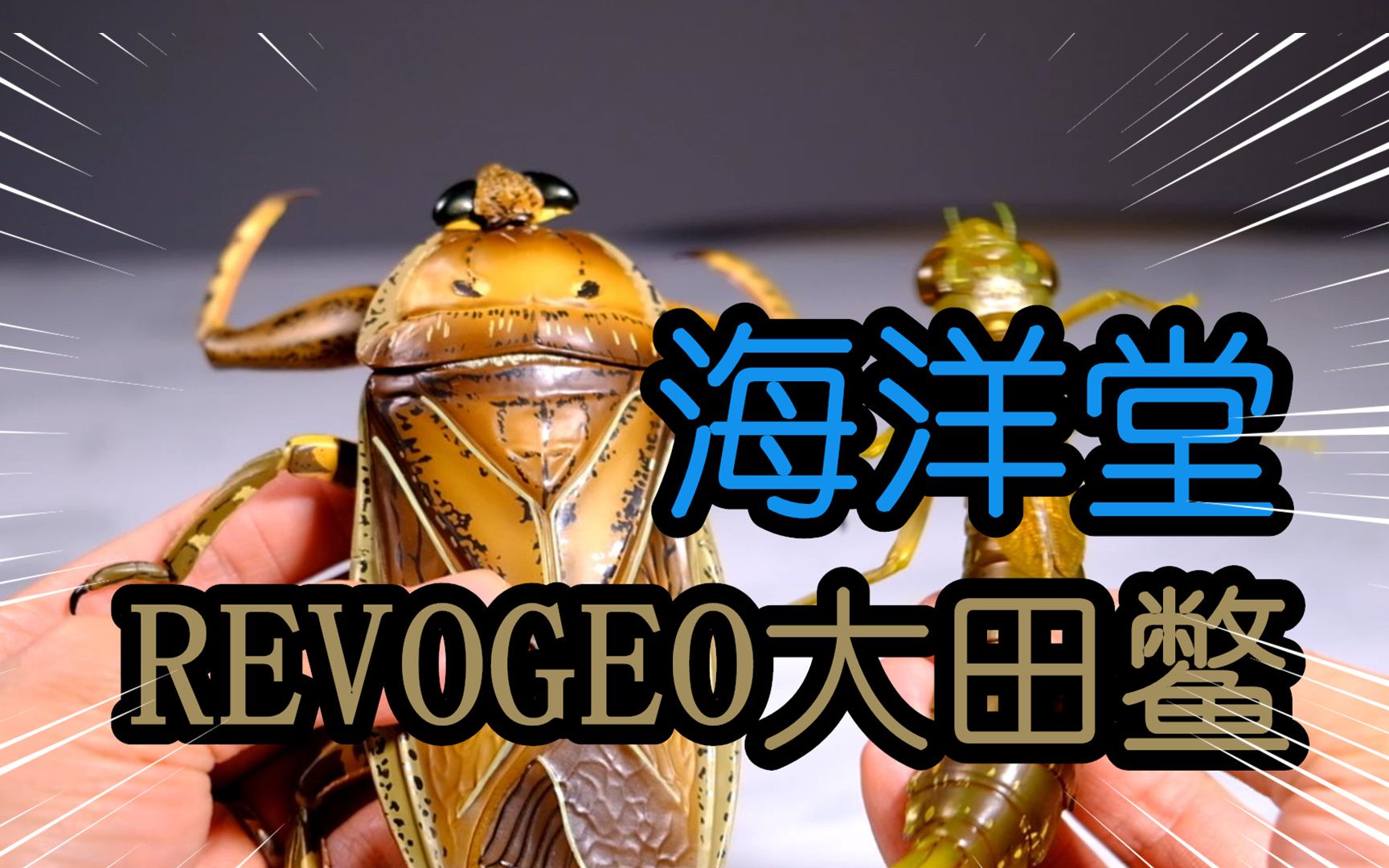 可以吃的水中霸王?【海洋堂】revogeo立体图鉴大田鳖 开箱评测哔哩哔哩bilibili