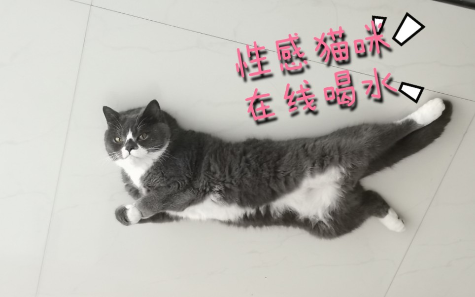 【自制猫咪饮水机】你只需要一个碗一个潜水泵就可以看到傻猫喝水哔哩哔哩bilibili