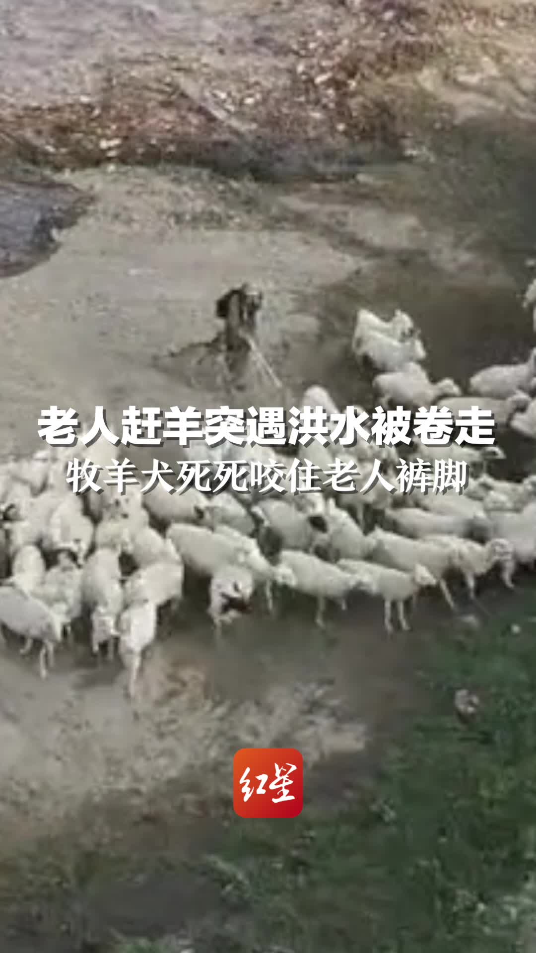 [图]老人赶羊突遇洪水被卷走，牧羊犬死死咬住老人裤脚