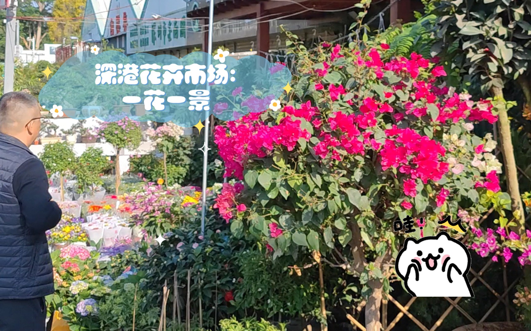 深港花卉市场:一花一景,一步一景