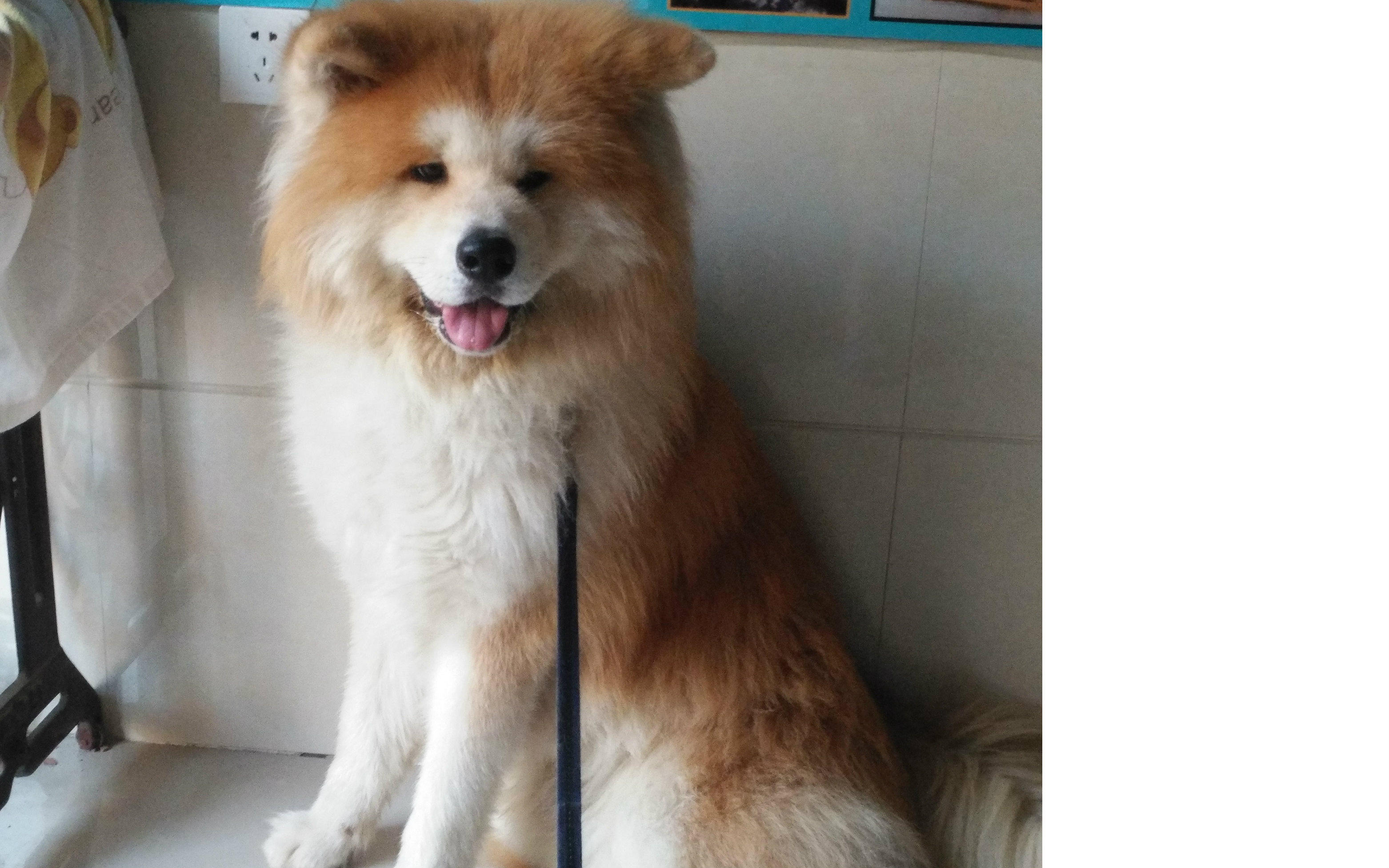 第二弹 用或其他应用扫描二维码 硬币- 点赞 这确实是秋田犬