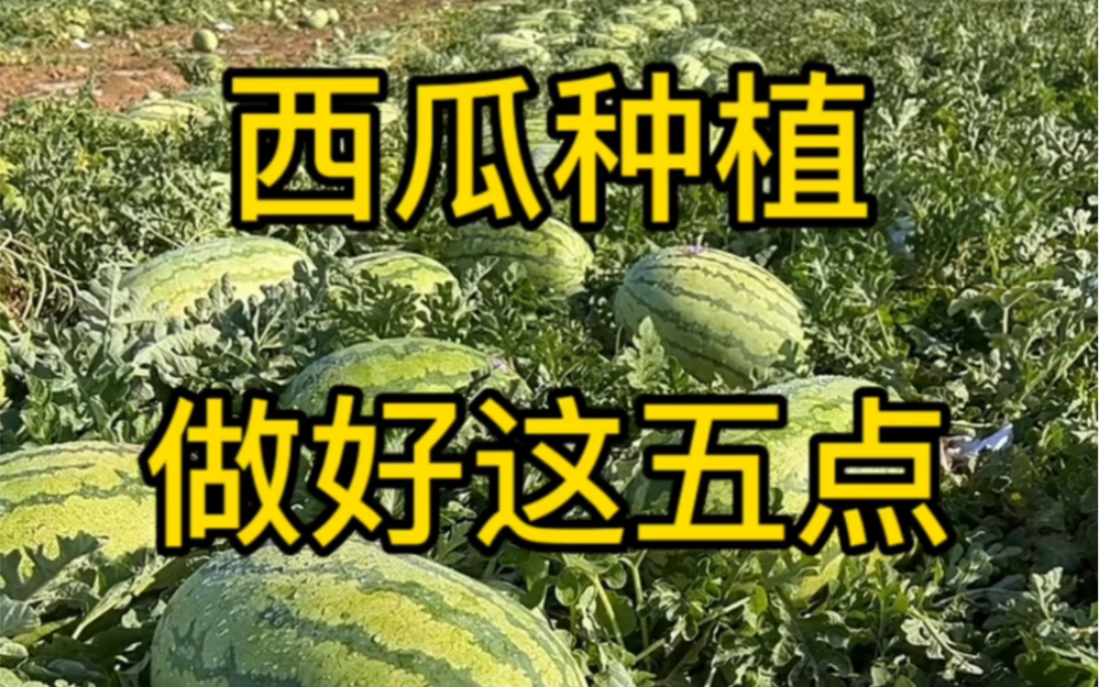 西瓜高产种植技术哔哩哔哩bilibili