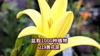 盆栽1000种植物｜219 黄花菜