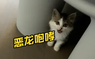 Download Video: 瘫痪小奶猫日渐康复