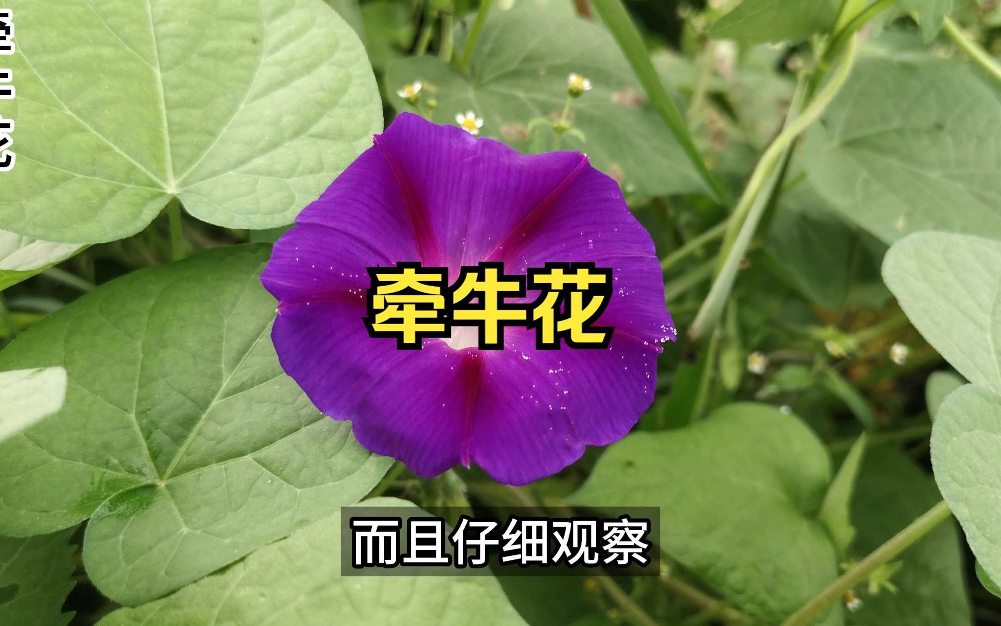 牵牛花也叫喇叭花,在古代还有“朝颜”、“勤娘子”等名字哔哩哔哩bilibili