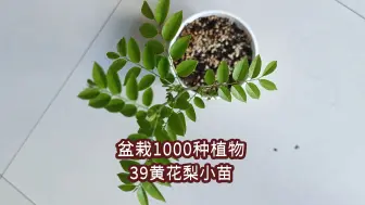 Download Video: 盆栽1000种植物｜39 黄花梨小苗