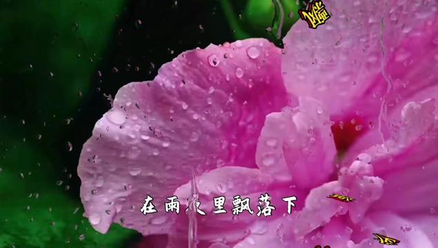 𐟒–《怀旧经典老歌》分享 龙飘飘《泪的小花》,忧伤旋律,绽放泪水中的深情与哀愁.哔哩哔哩bilibili