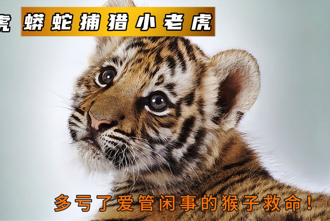 蟒蛇捕猎小老虎,多亏了猴子救命!