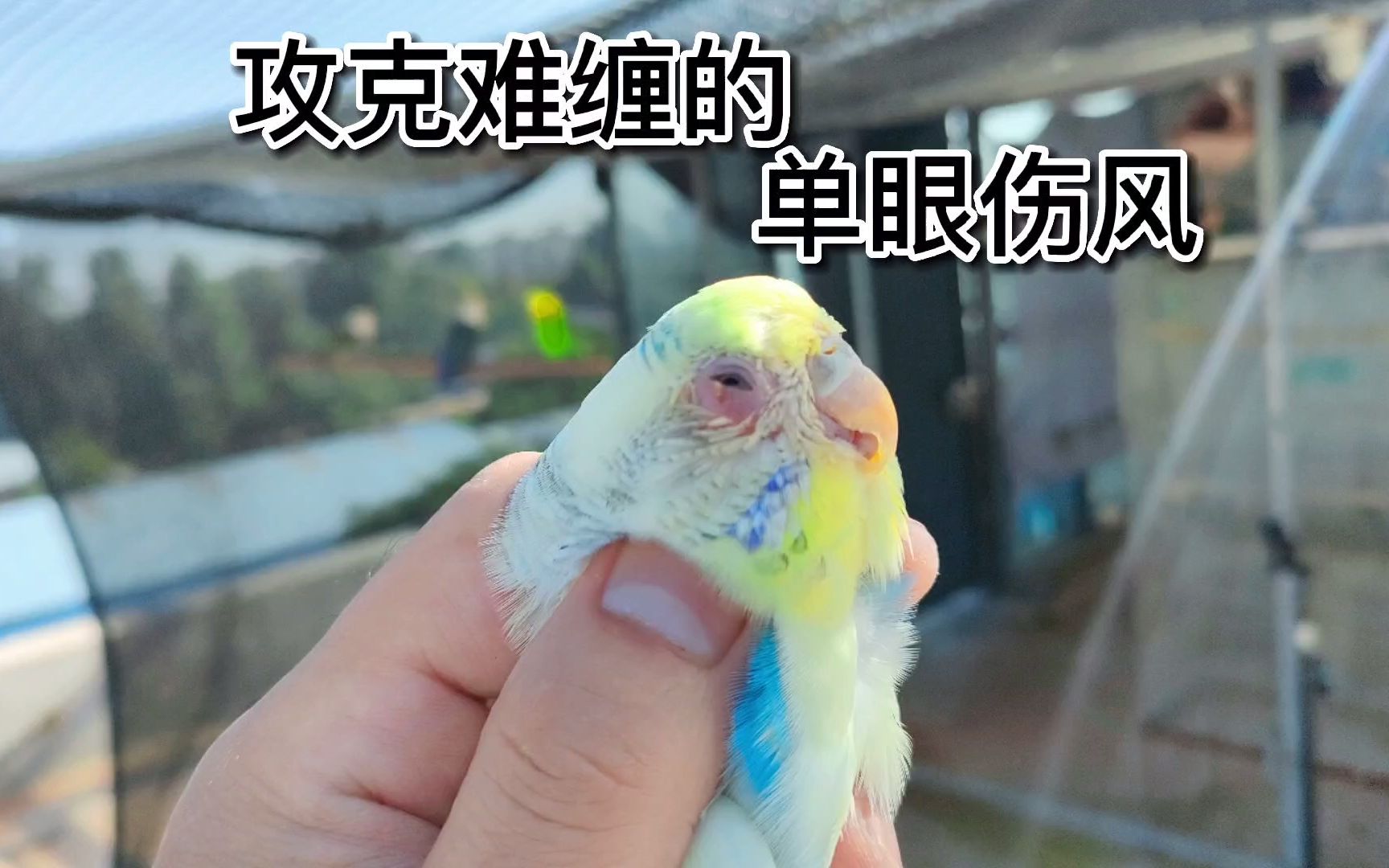 难缠的单眼伤风,不管是虎皮玄凤牡丹还是鹦鹉雏鸟染上就头痛