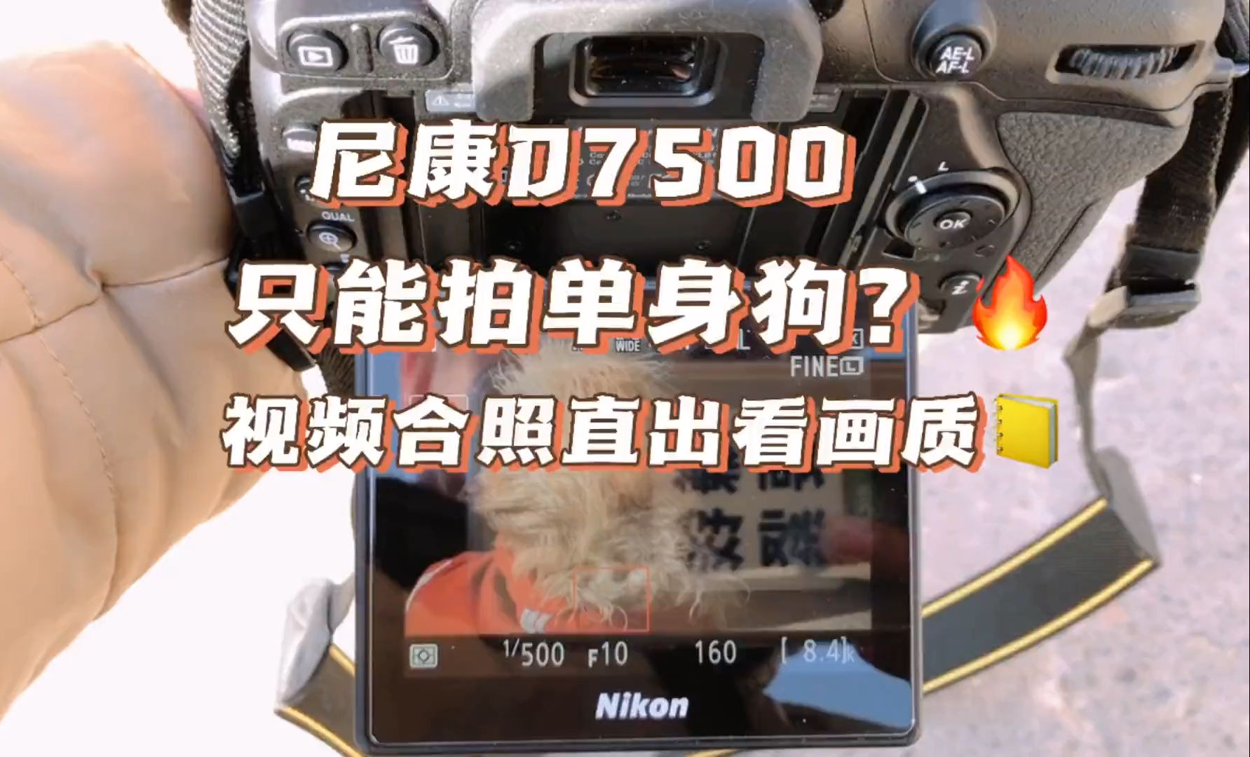 尼康一到手,只配单身狗?看看尼康D7500拍单身狗视频和画质直出如何!哔哩哔哩bilibili