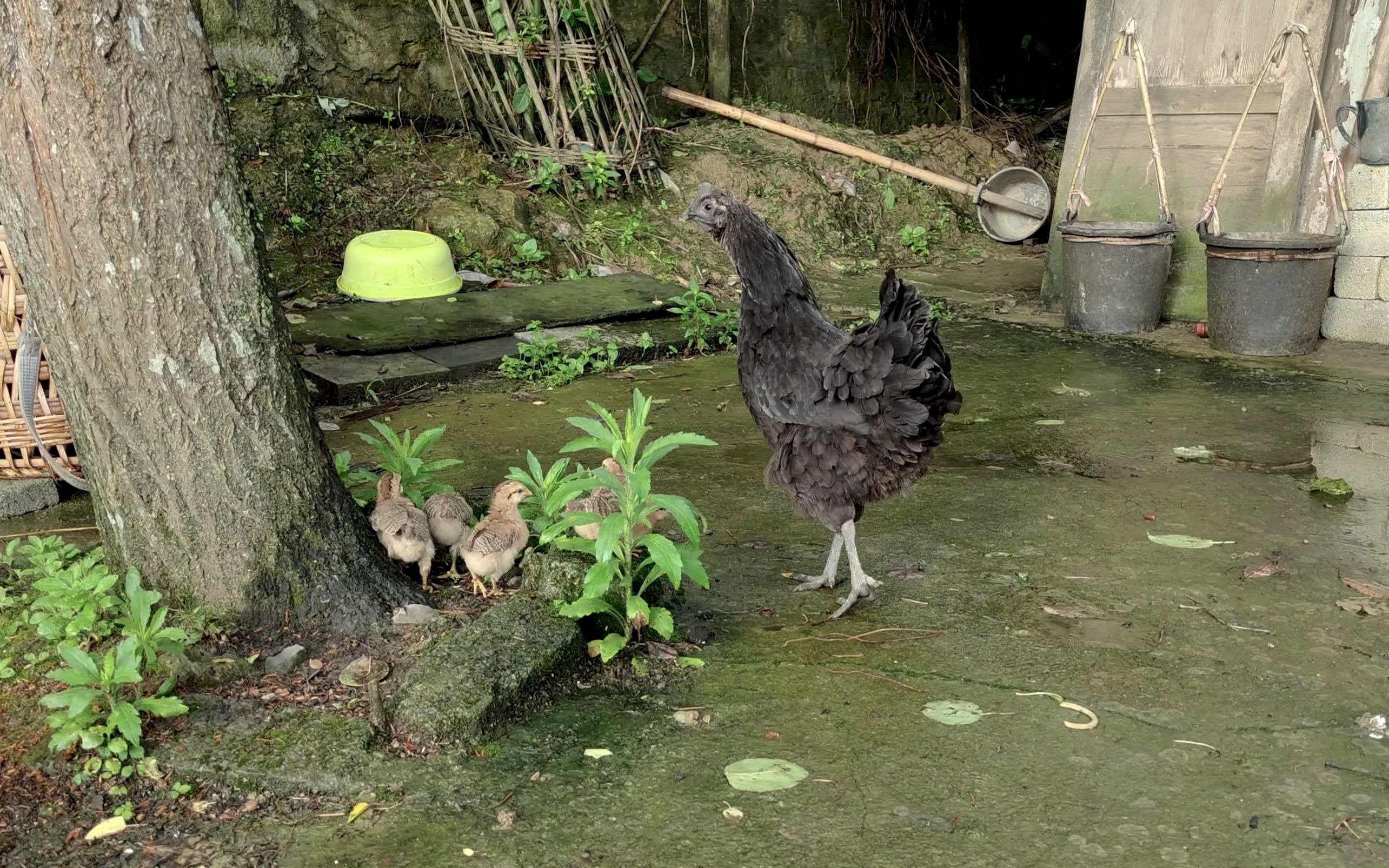 [图]小鸡蚂蚁和蜗牛 4K60帧