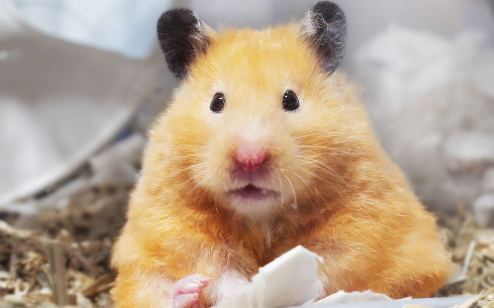 是谁!说我家仓鼠像土豆… 土豆会挠肚肚吗