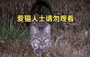 Download Video: 夜间狩猎山猫 精彩的射击 高清画面