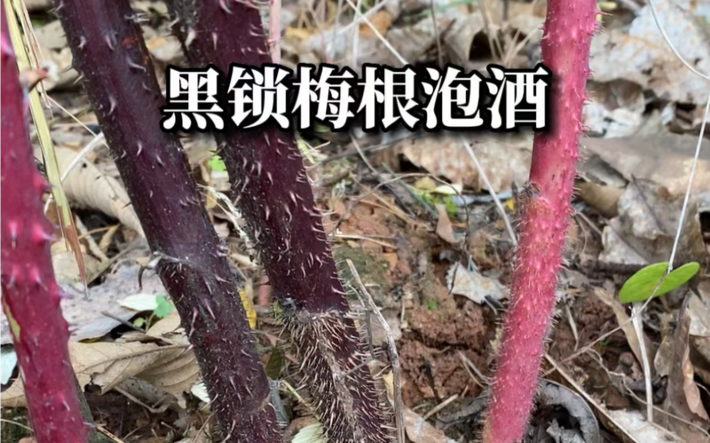 又要天阴下雨了,搞点黑锁梅根泡酒!