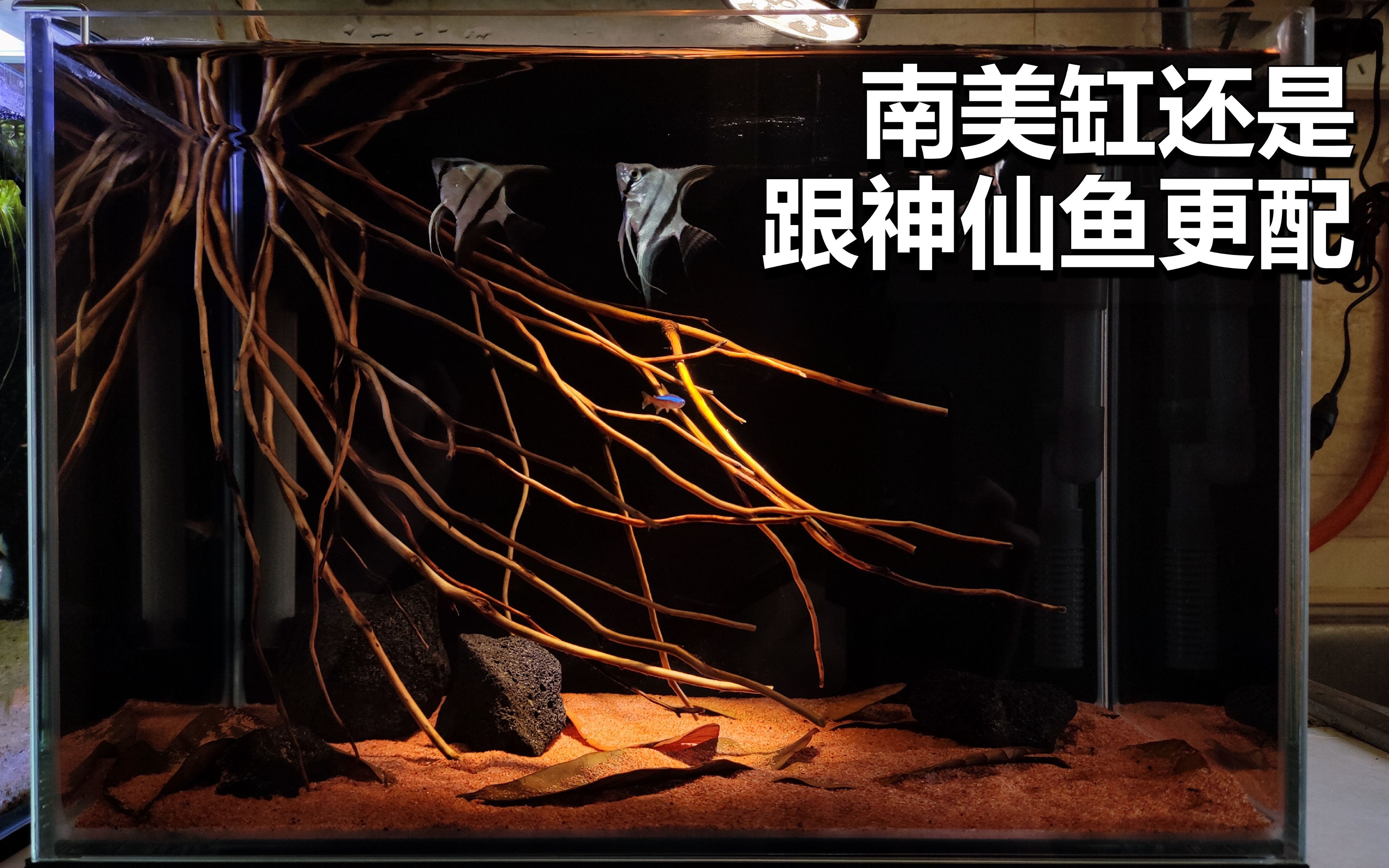 小南美缸造景确实跟神仙鱼更配!颜值 1