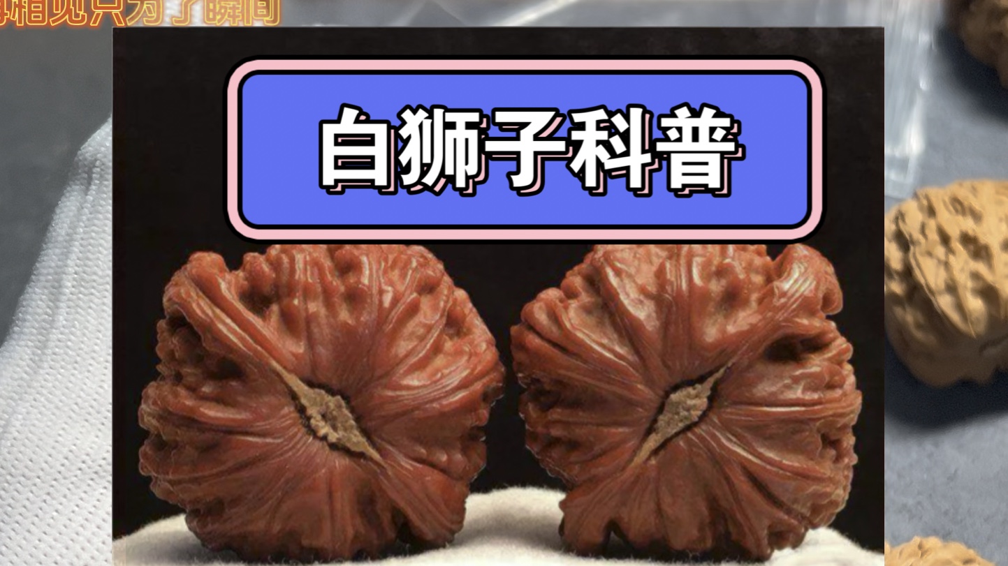 你知道白狮子长什么样吗?文玩核桃白狮子最全科普哔哩哔哩bilibili