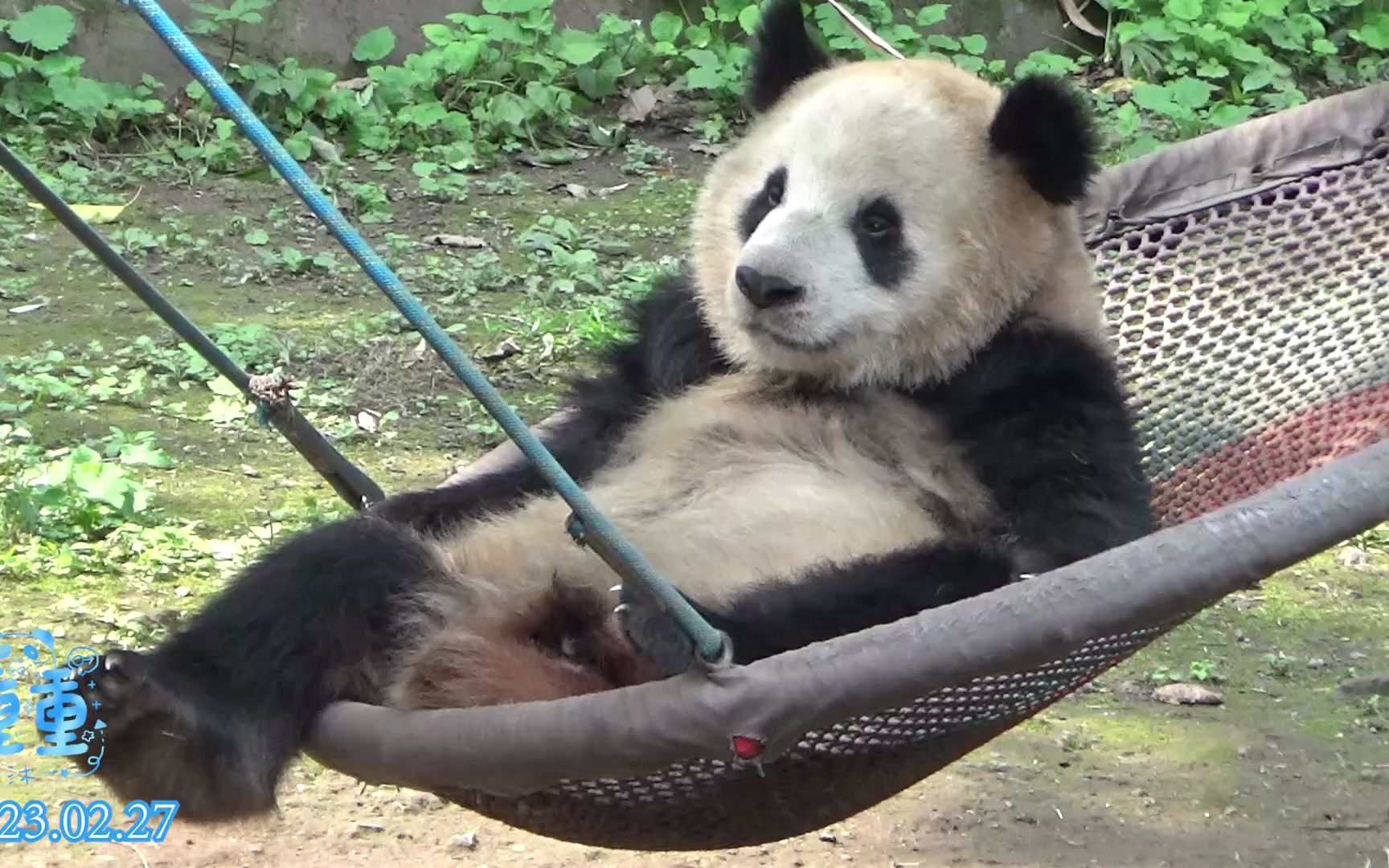 227大熊猫重重,在吊床营业的小可爱