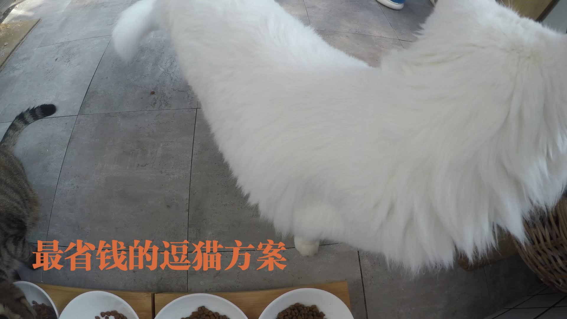 最省钱的逗猫方案哔哩哔哩bilibili