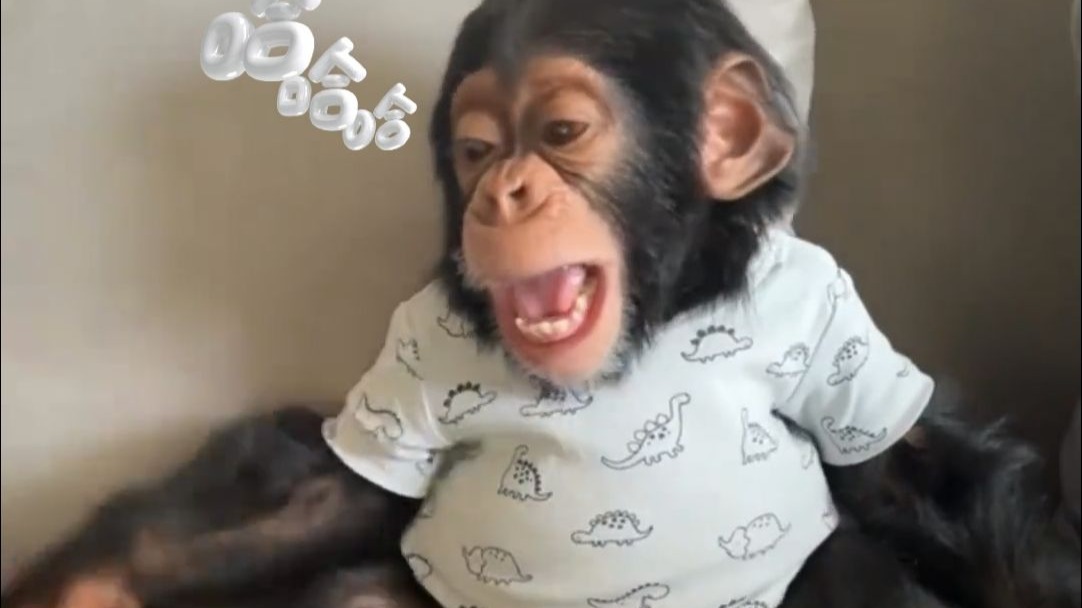 它才1岁，智商却堪比人类小孩？！