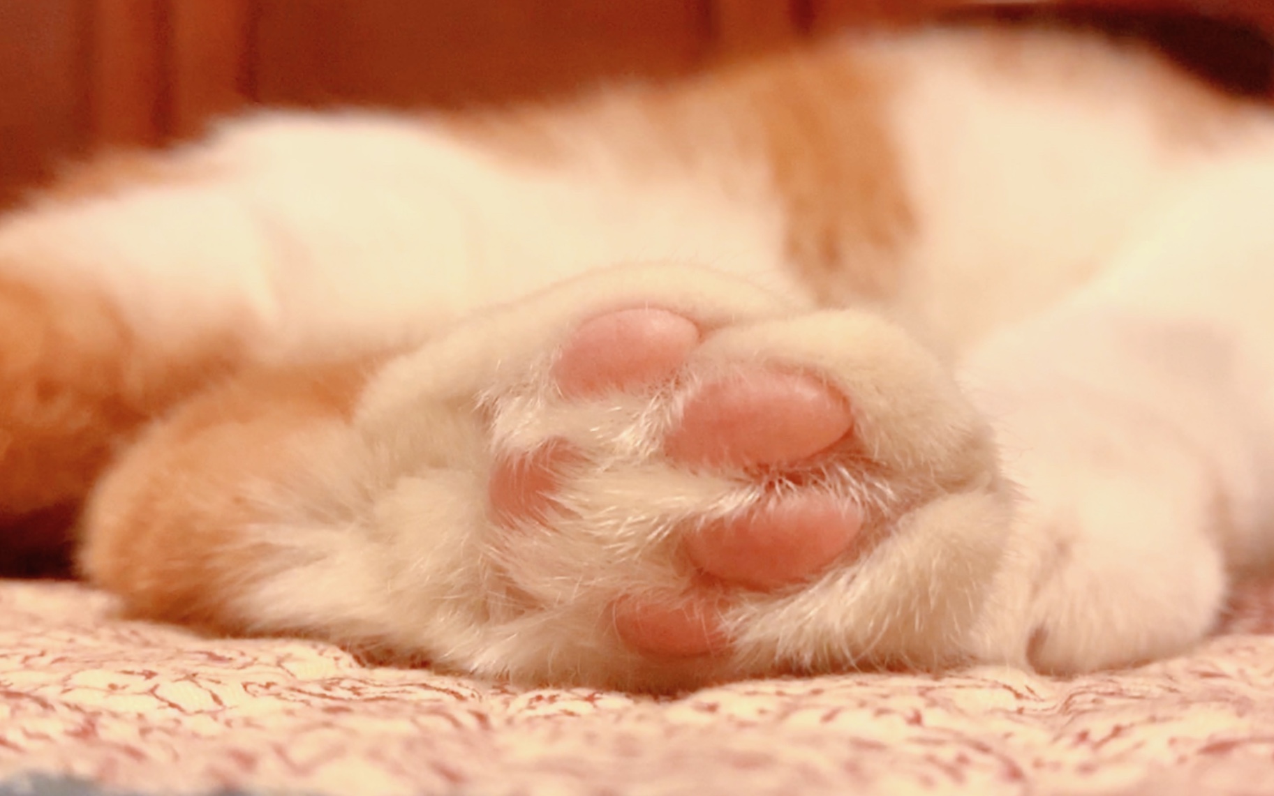 粉粉的肉垫在招手,猫爪控看过来_哔哩哔哩 (゜-゜)つロ 干杯~-bili