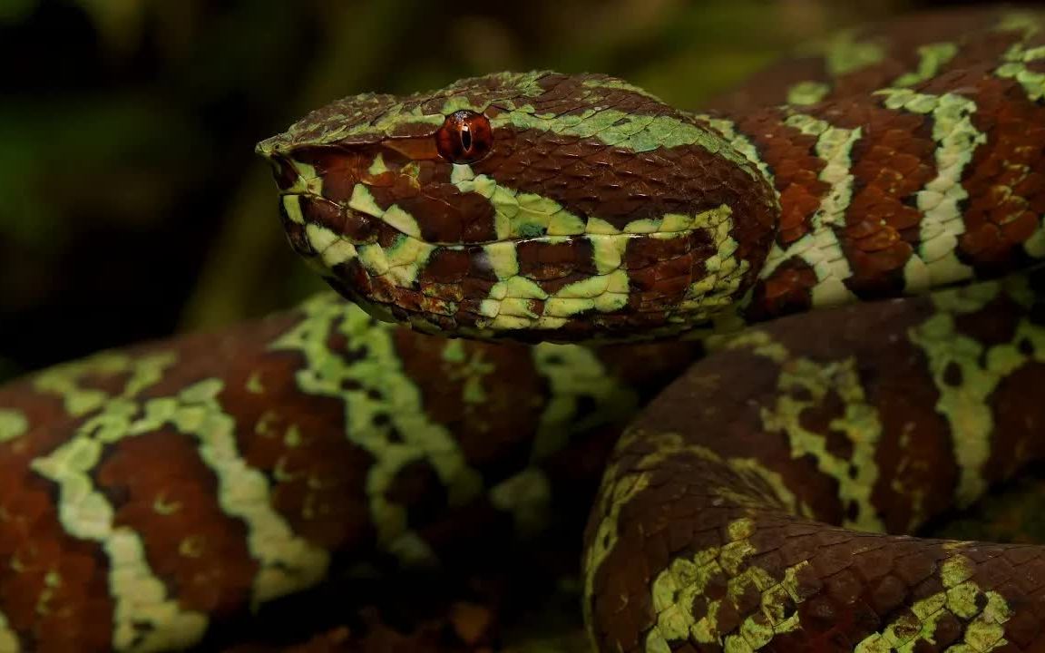 宽斑铠甲蝮 野外欣赏 broad-banded pit viper snake tangkoko, north