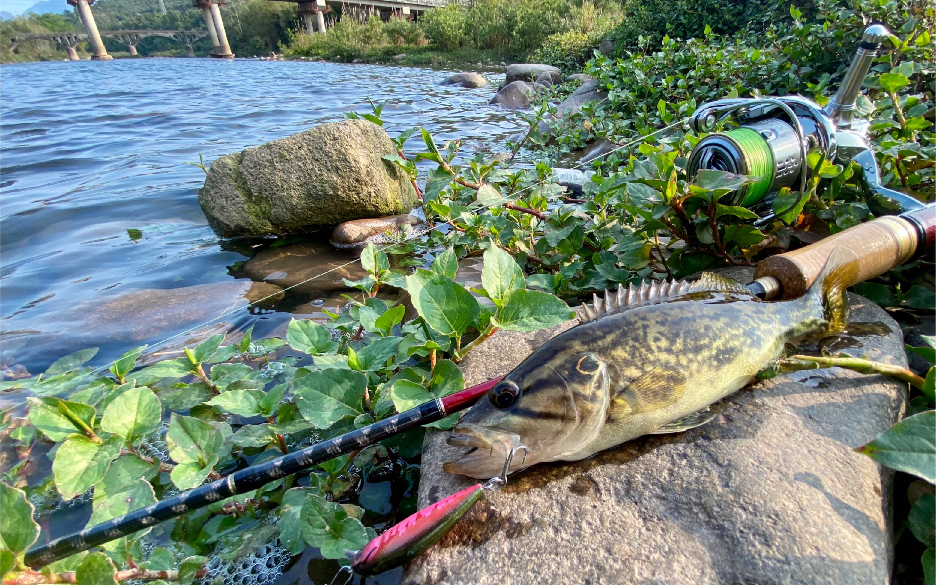 久违的溪流路亚,米诺水面系亮片齐上阵,马口鳜鱼来相会.