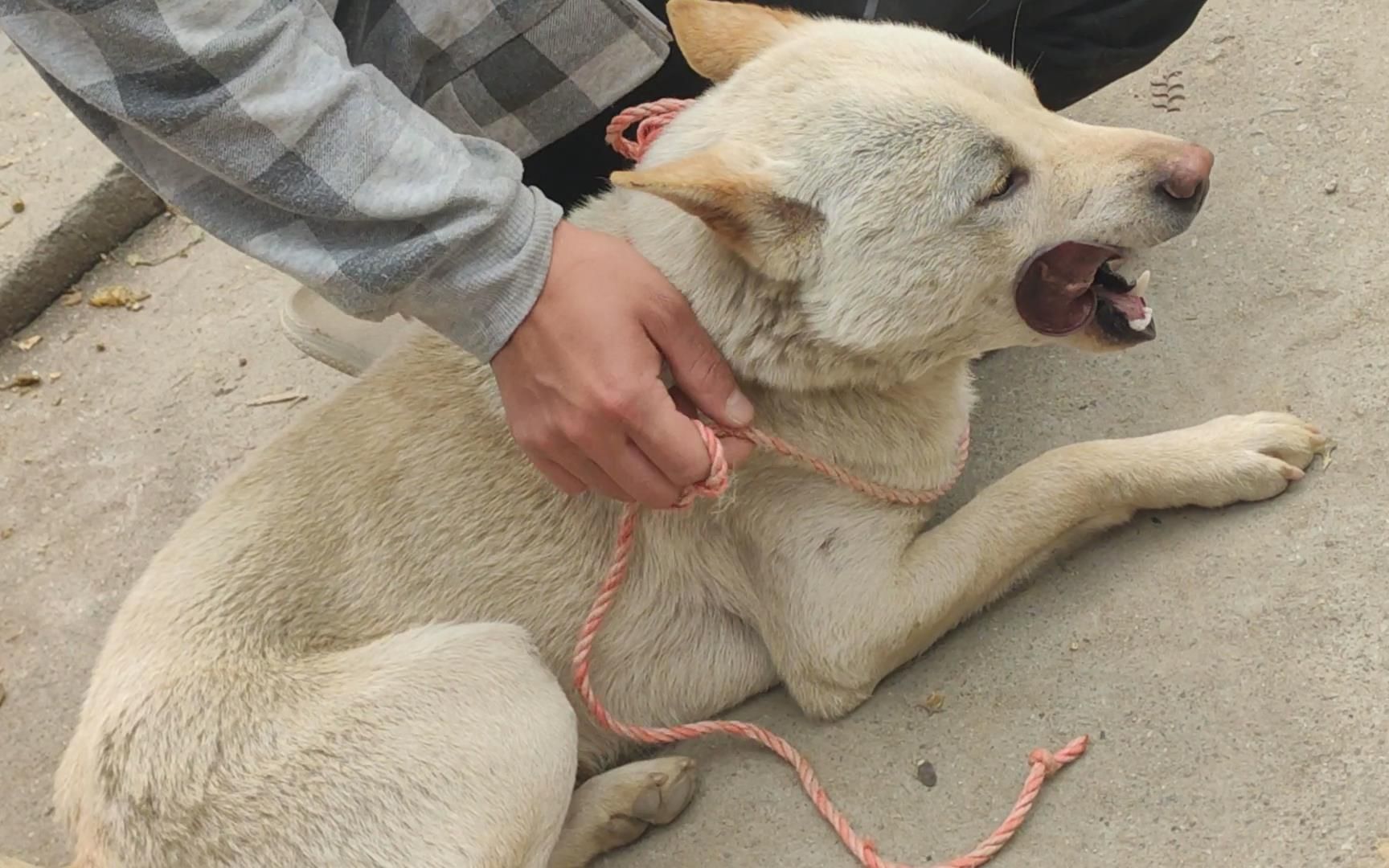 这条土猎狗卖2000元,它有45斤顶点体格,白狗黄耳