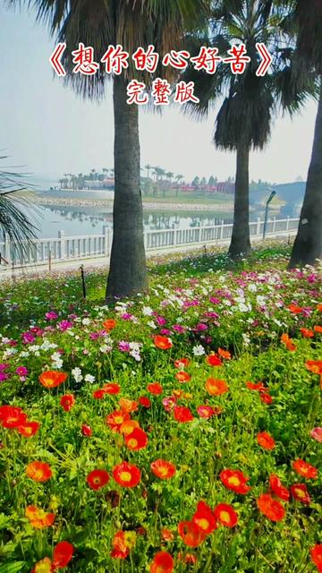 [图]#赏花🌸听歌🎶 #身边的风景 #《想你的心好苦》想你的心好苦，念你的心好疼，不知何时还能把你拥入我怀中。