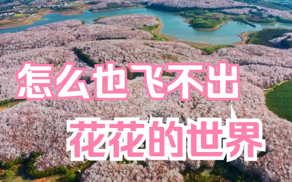 怎么也飞不出,花花的世界