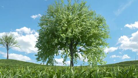 小树苗的成长 哔哩哔哩 Bilibili