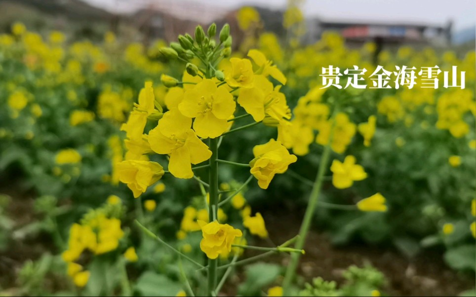 贵州贵定金海雪山三月春暖花开哔哩哔哩bilibili