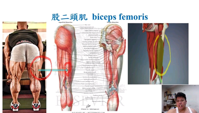 人体解剖学和健身方法(股二头肌)哔哩哔哩bilibili