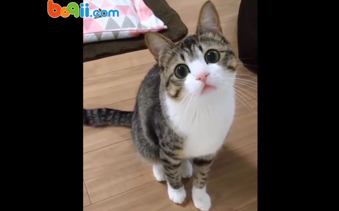 单身久了,看只猫都眉清目秀.人见人爱的喵中美少女